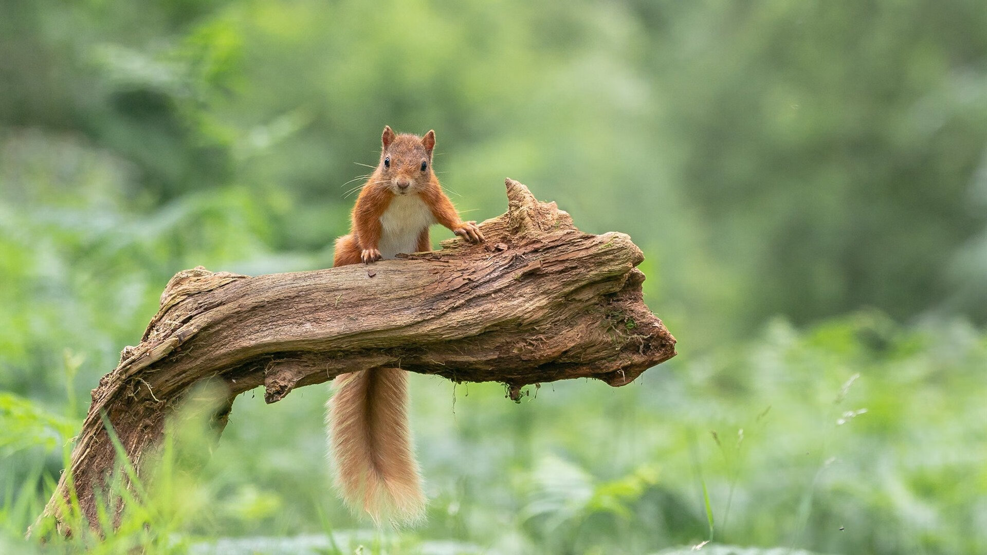 爱游戏中国官方网站平台-《Blitz:从选手到教练,电竞生涯全面转型》,电竞选手life