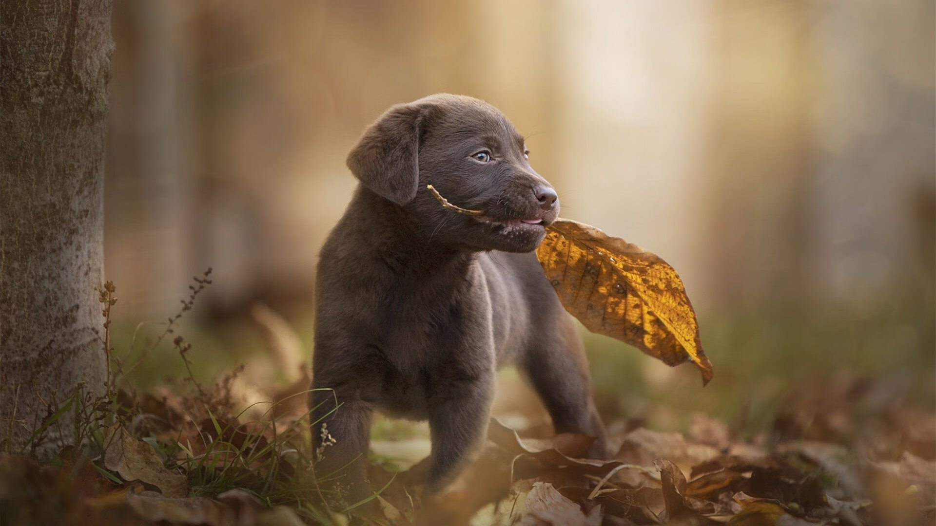 爱游戏登录入口-“篮球文化全球巡礼：从纽约到北京的篮球传奇”，纽约篮球氛围