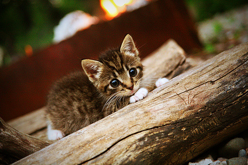 爱游戏体育平台-“法甲争夺激烈,积分榜上演精彩大逆转”,法甲积分榜榜