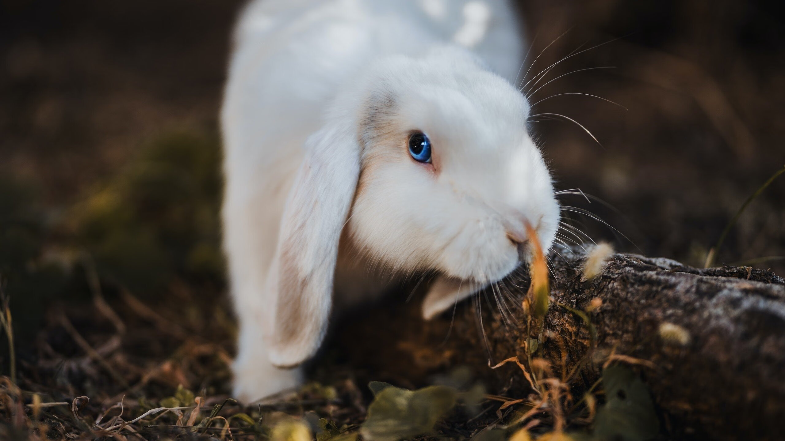 爱游戏中国官方网站平台-佩德里入选欧洲杯最佳阵容,佩德里入选欧洲杯最佳阵容了吗