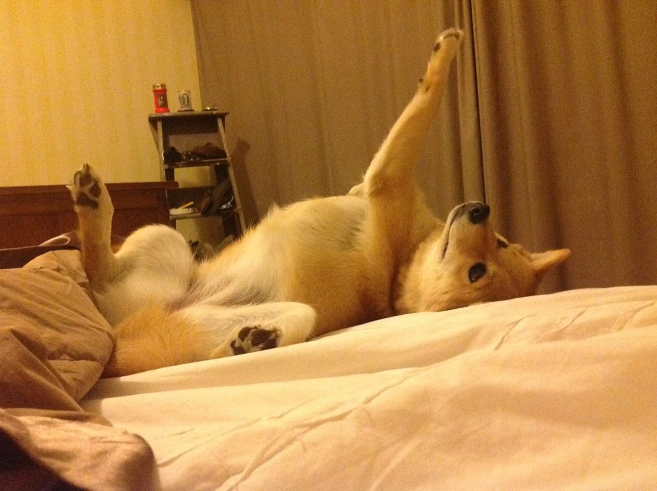 爱游戏登录入口-史上最“疯狂”的盖帽集,谁的防守最炸裂?,精彩盖帽集锦