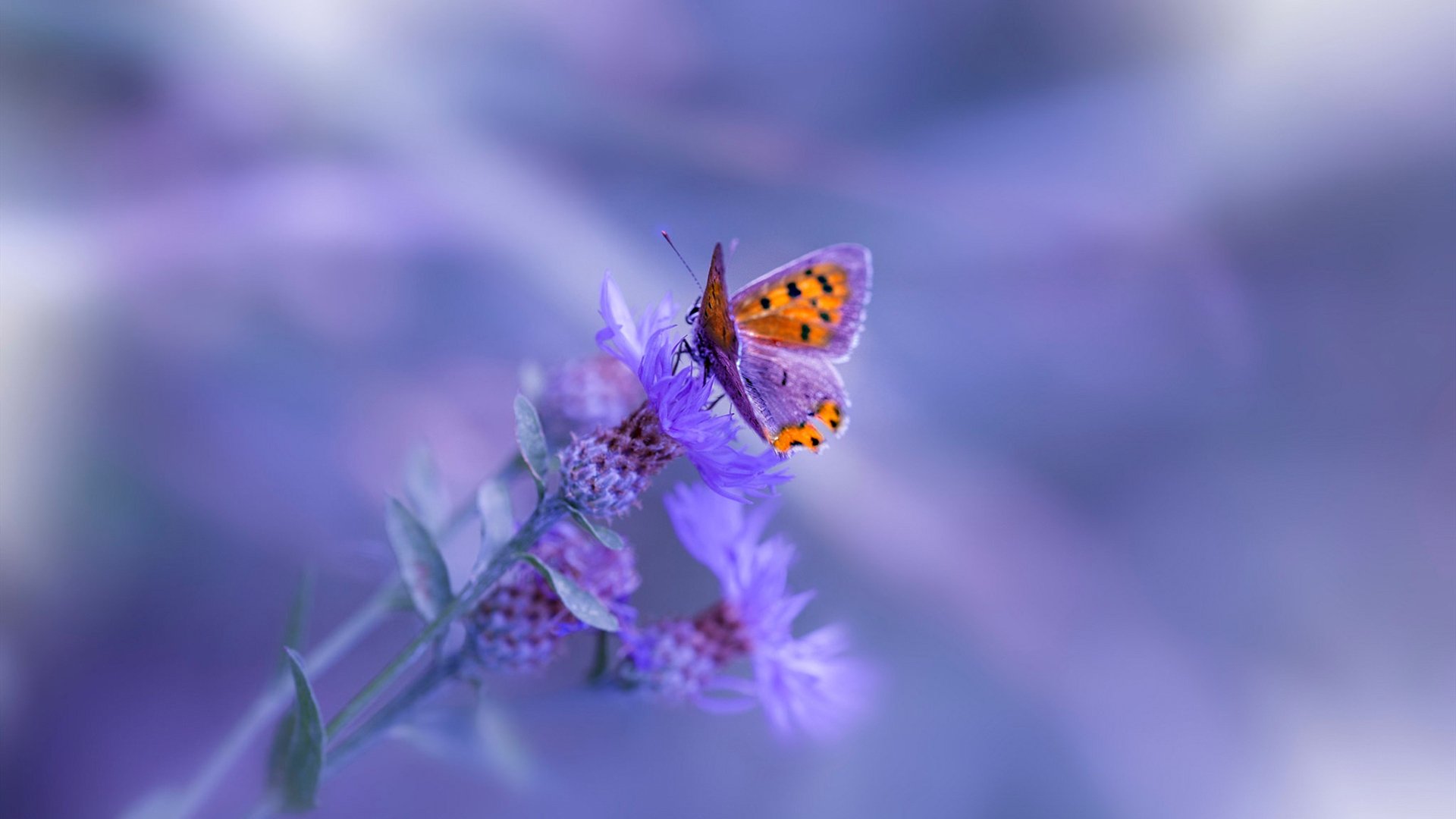 爱游戏体育APP下载-图卢兹成功保级，继续征战法甲，图卢兹三大国内认可度