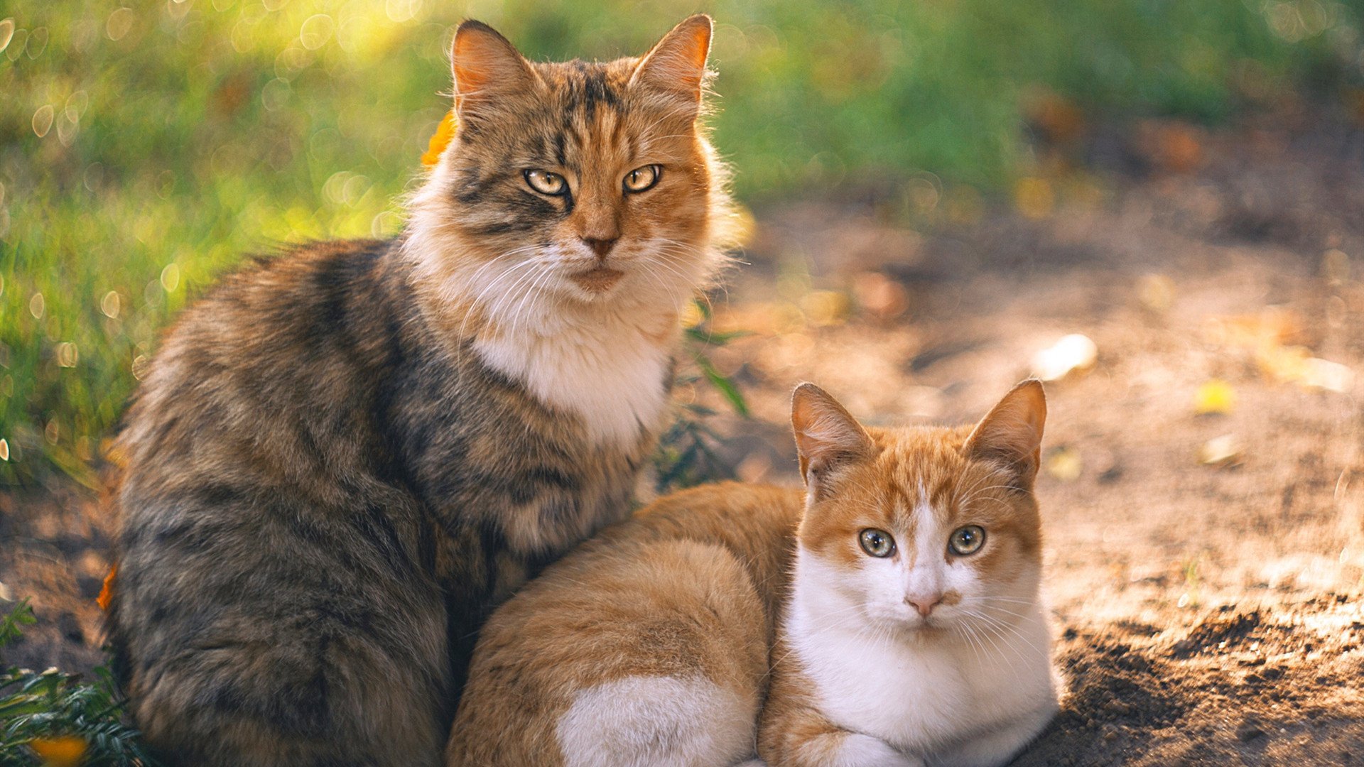 爱游戏中国官方网站平台-众多高校加入“校园篮球联盟”,推动校园体育繁荣,高校篮球邀请赛