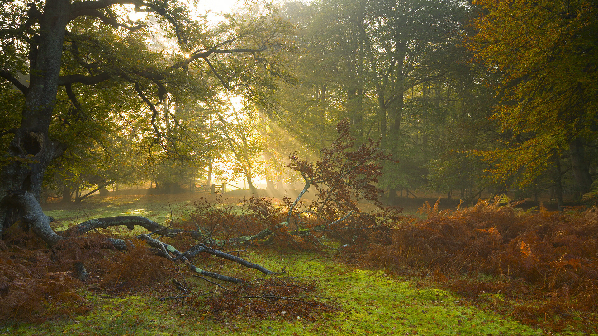 爱游戏体育(AYX)官方APP下载-全国跆拳道冠军挑战赛,技艺与勇气的试炼,全国跆拳道比赛实战视频