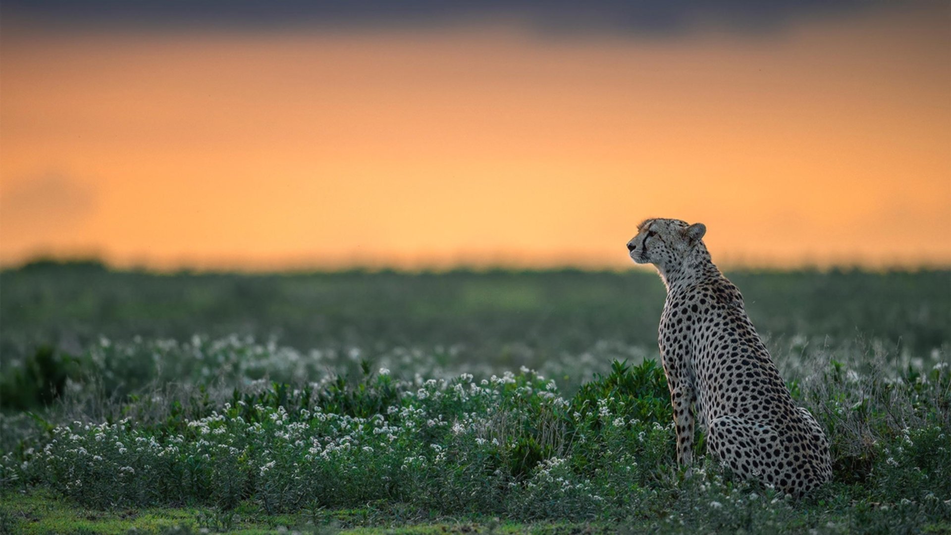 爱游戏体育-足球公益项目惠及边远地区,培养乡村青少年的足球梦想,足球公益活动策划方案