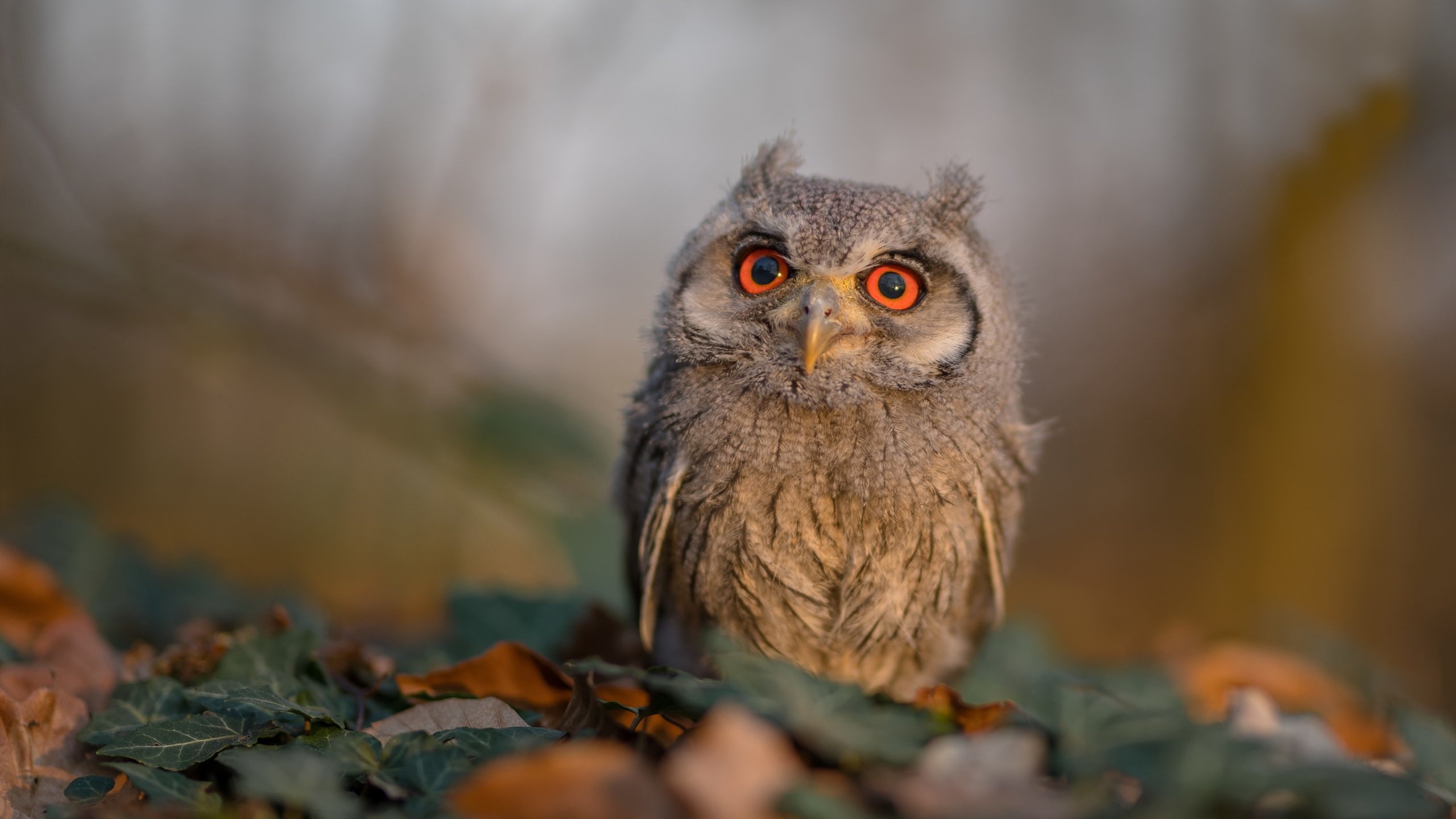 AYX官网-线上线下联动,电竞赛事全场景打造全民狂欢盛典,电竞赛事线上宣传策划