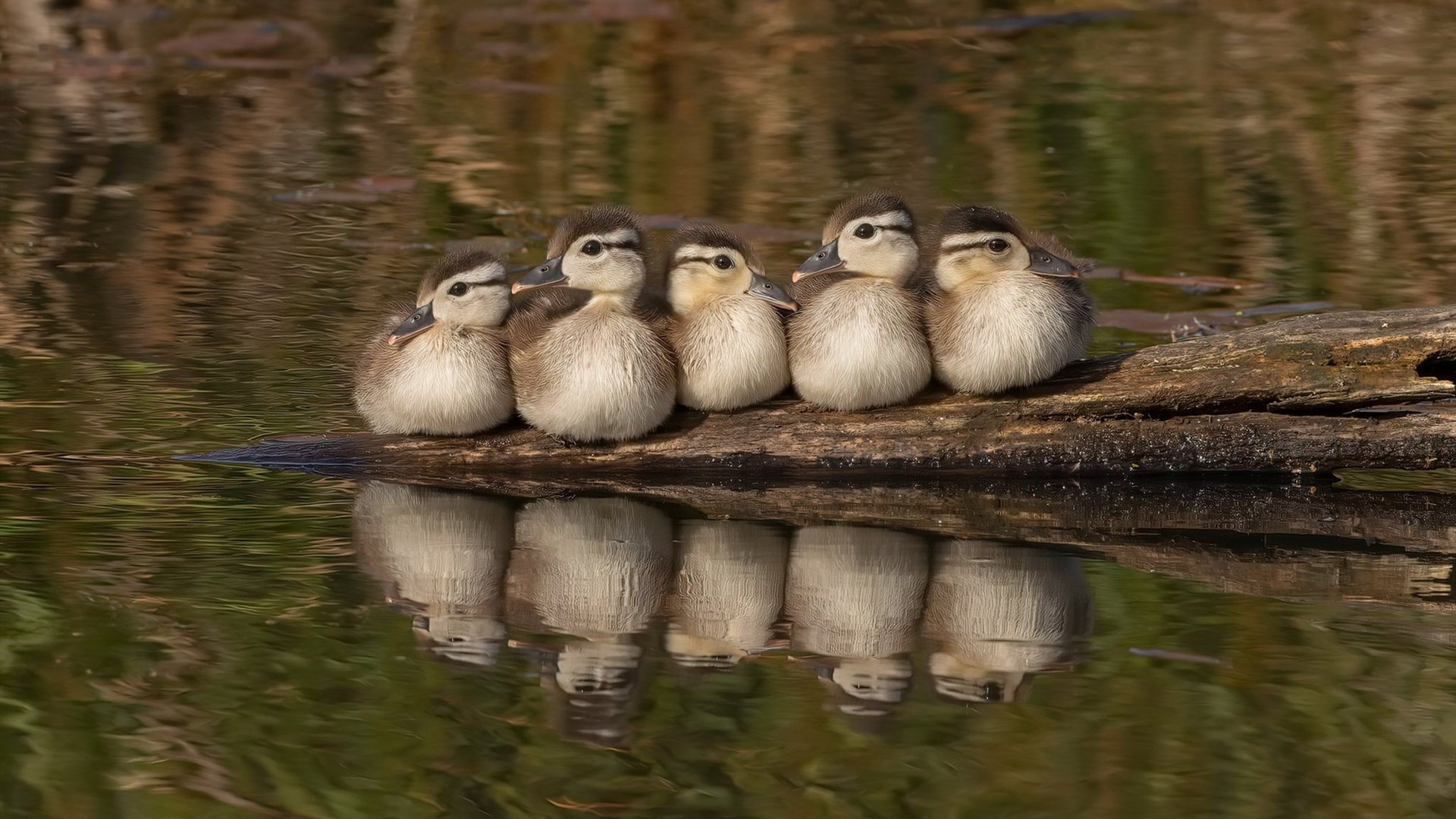 AYX GAME-中国象棋协会发布象棋职业棋手培养计划，中国象棋棋手技术等级标准