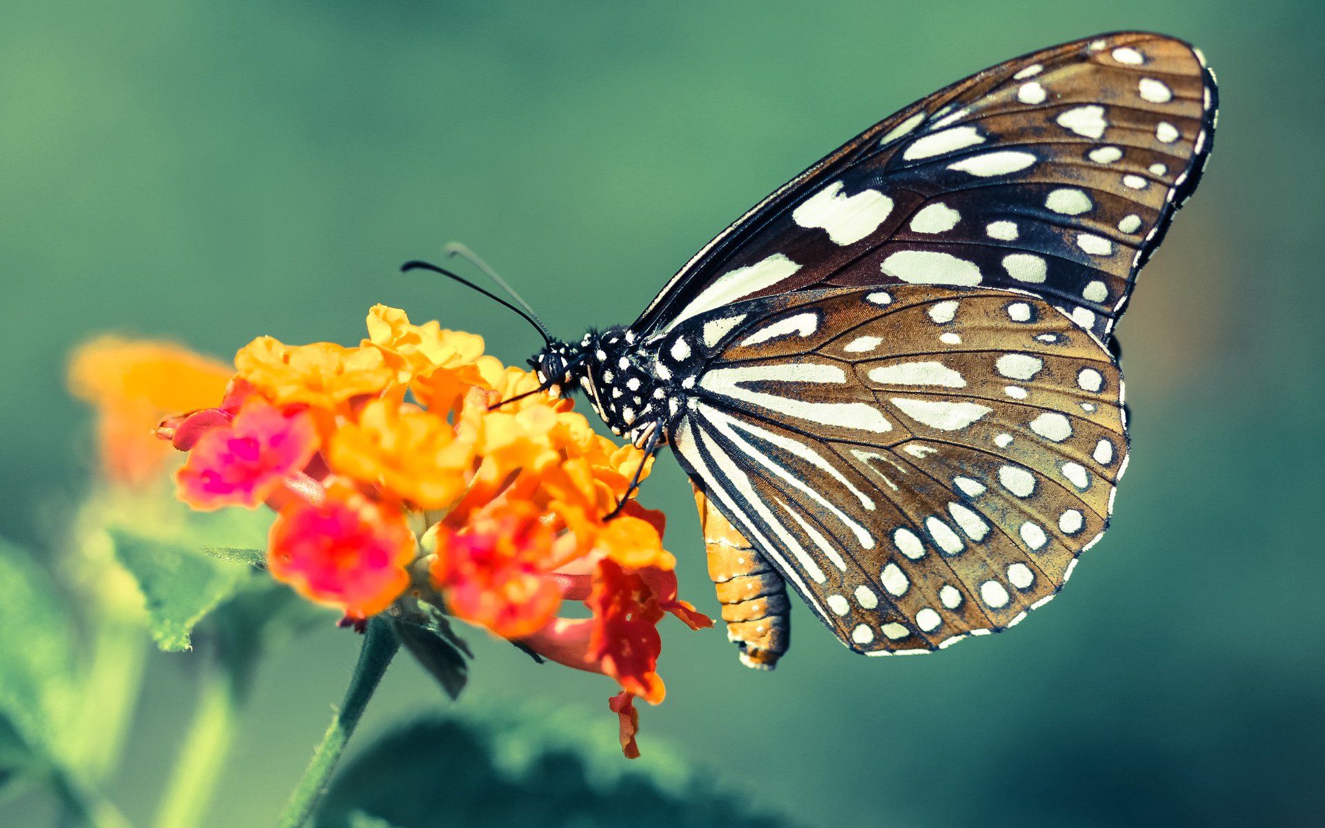 -主场不胜!法国球迷陷入沉默,法国球迷要求重赛