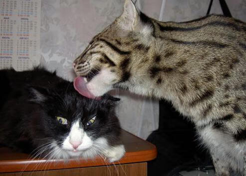 爱游戏综合娱乐-关键时刻的足球比赛中球队力挽狂澜,这场足球赛的胜败取决于队员们的齐心协力