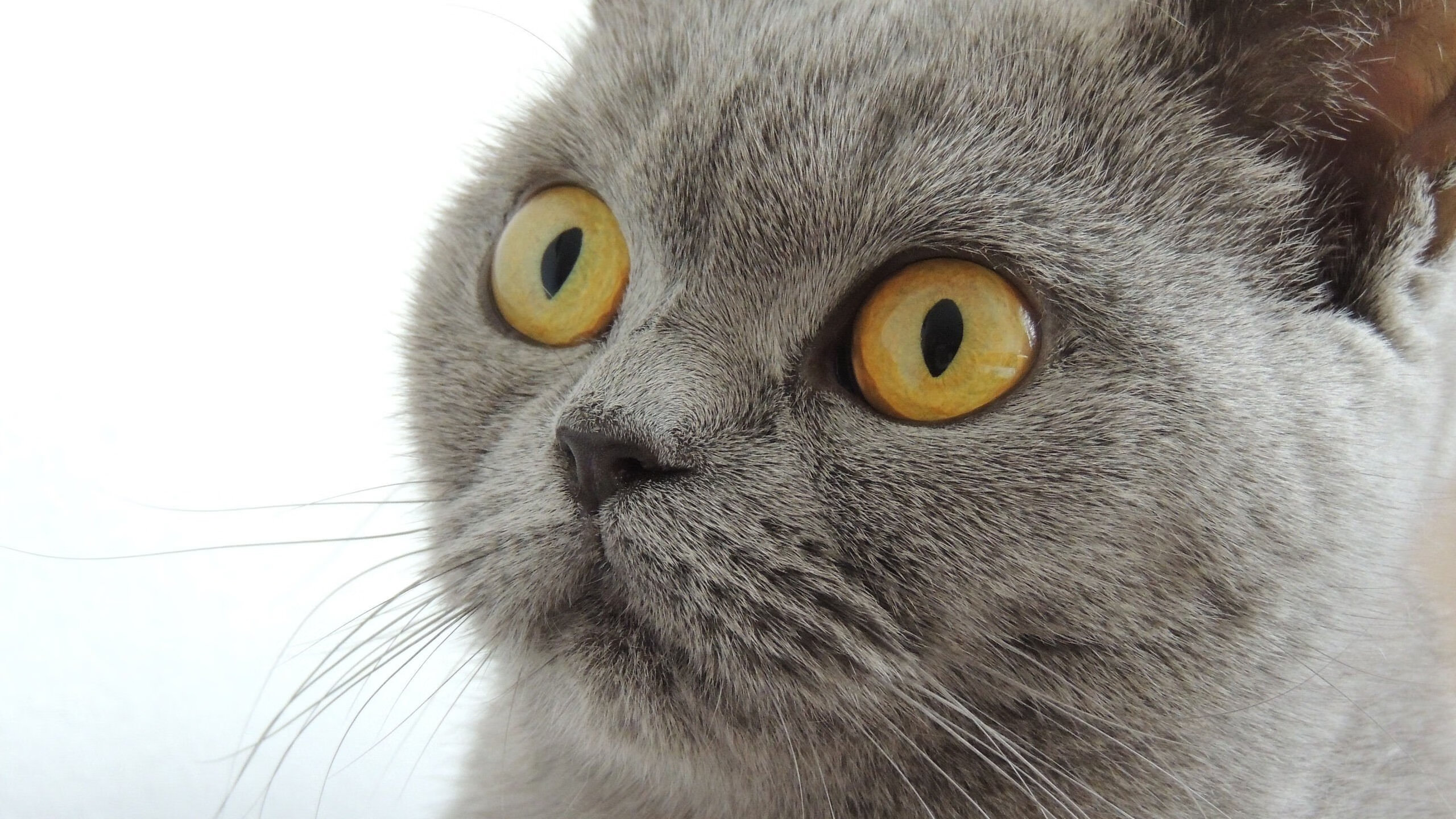 爱游戏娱乐-野外狩猎射箭比赛，传统技艺焕发新活力，射箭打猎的手机游戏