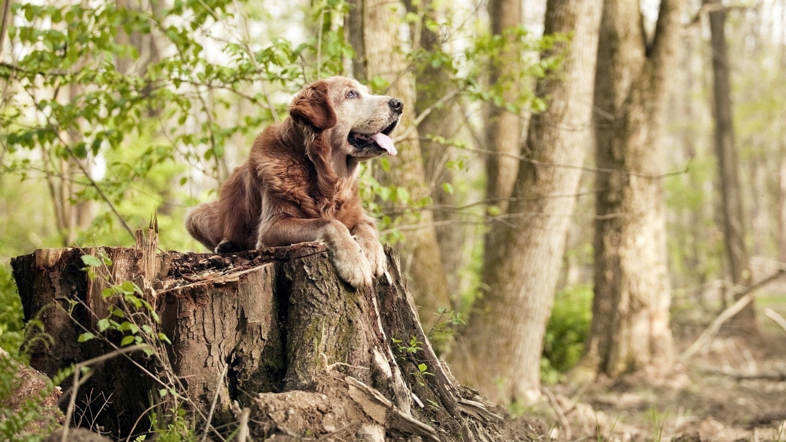 爱游戏app-墨西哥马术协会设立“Charreada”奖学金,支持传统马术研究。