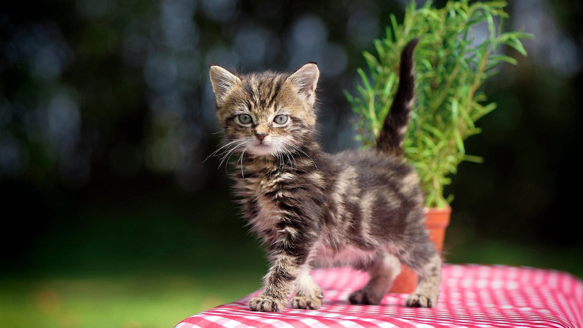 AYX GAMING-摩纳哥客场胜马赛,表现持续出色,摩纳哥vs马赛比分预测