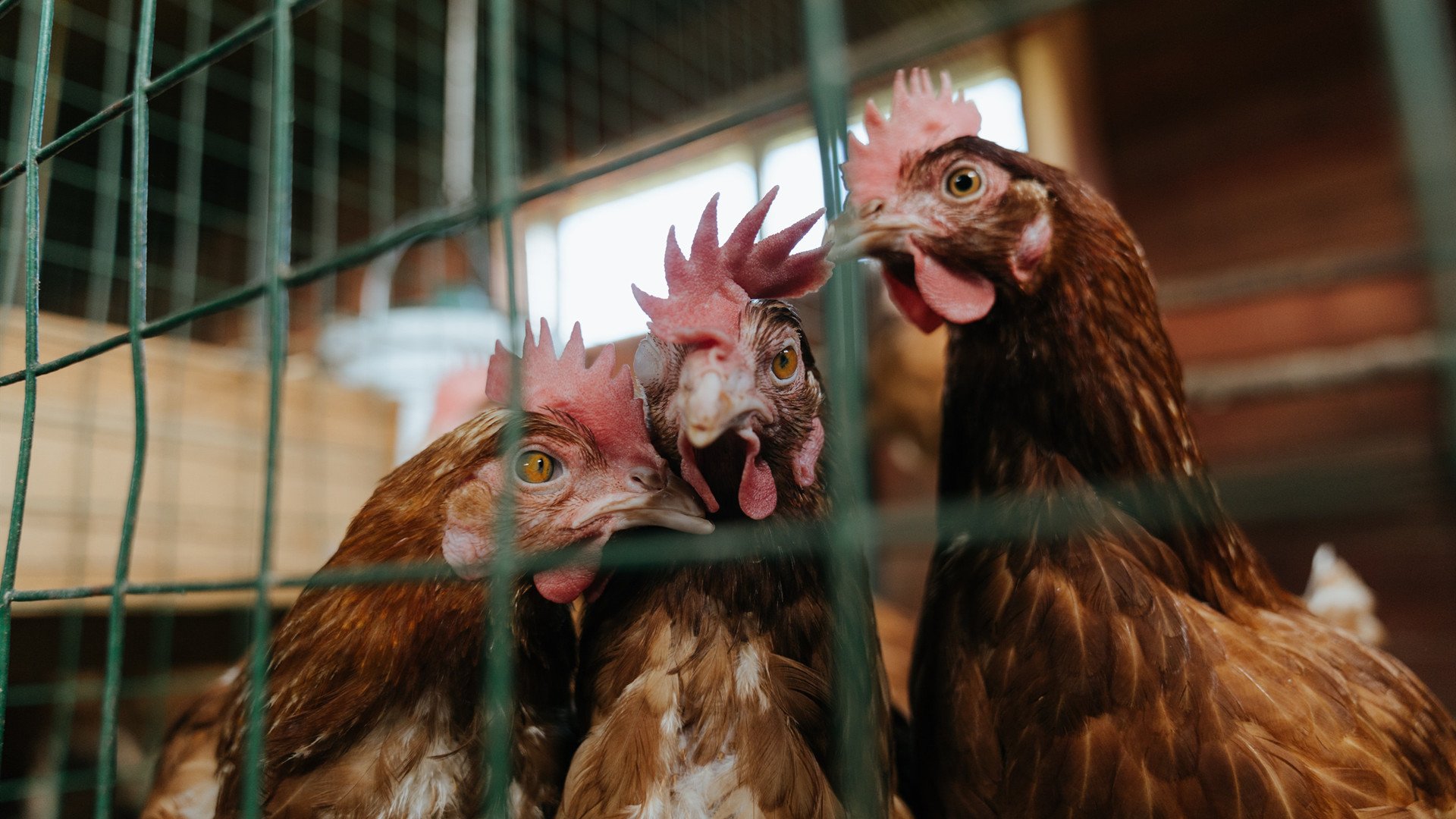 爱游戏娱乐平台-黄蜂球队外线火力持续爆发,黄蜂球队以前叫什么