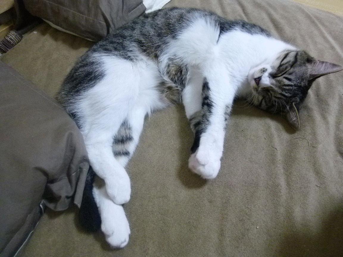 AYX SPORTS-“节奏与动作的完美融合:2025世界运动会运动舞蹈点燃城北体育馆!”