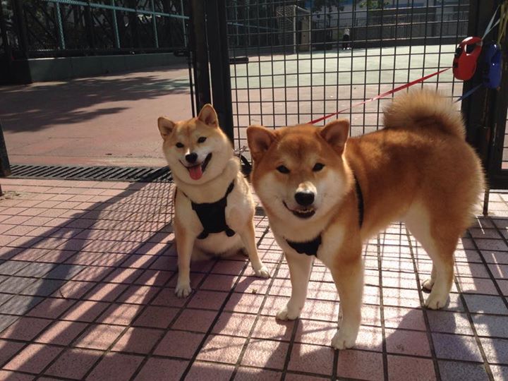 爱游戏在线登录入口-体育新闻中心推动社区体育数字化服务平台，社区体育文化建设