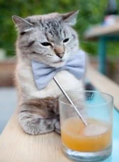 爱游戏体育官方网站-北京鸭通过视频学习提升战术执行效率,北京鸭子贴吧