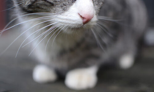 爱游戏娱乐网址-新加坡队赛制解读:如何在混合团体赛中突破自我局限,新加坡国际比赛