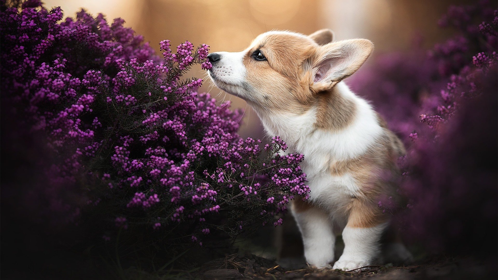 详细阅读:爱游戏体育(AYX)官方APP下载-拉尼·帕利斯特赛后谈心路历程,帕尼尼利拉德 爱游戏体育(AYX)官方APP下载-拉尼·帕利斯特赛后谈心路历程,帕尼尼利拉德