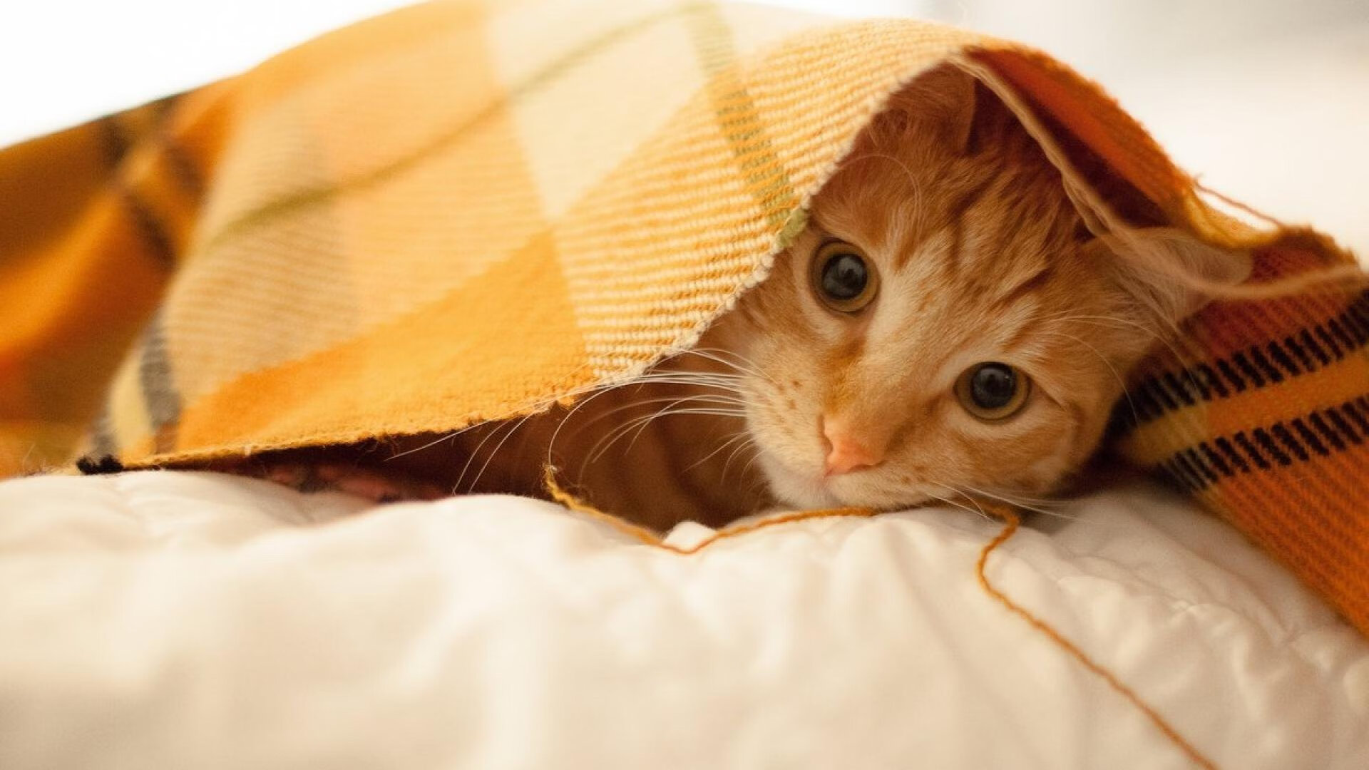 爱游戏电竞官网-意甲精彩瞬间：团队默契，精彩不断！，意甲队名