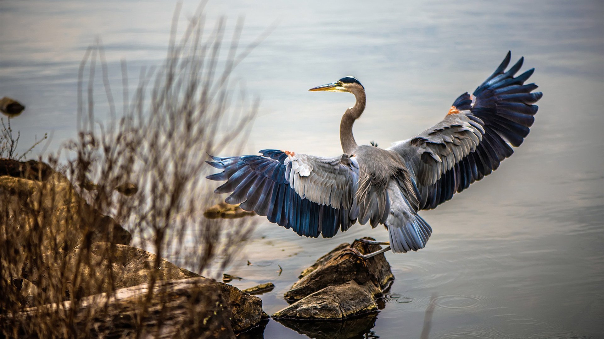爱游戏下载-阿根廷美洲雄鹰队的强势崛起,冲击南半球橄榄球霸主地位,阿根廷 鹰